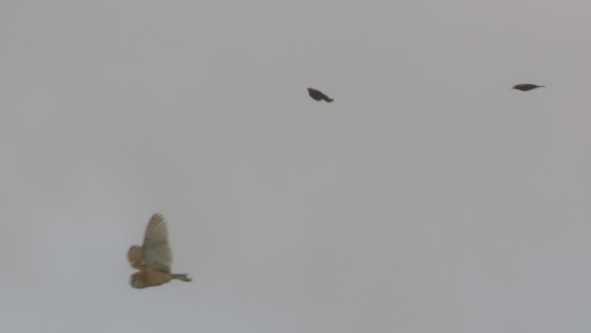 Сипуха американська - ML466953481