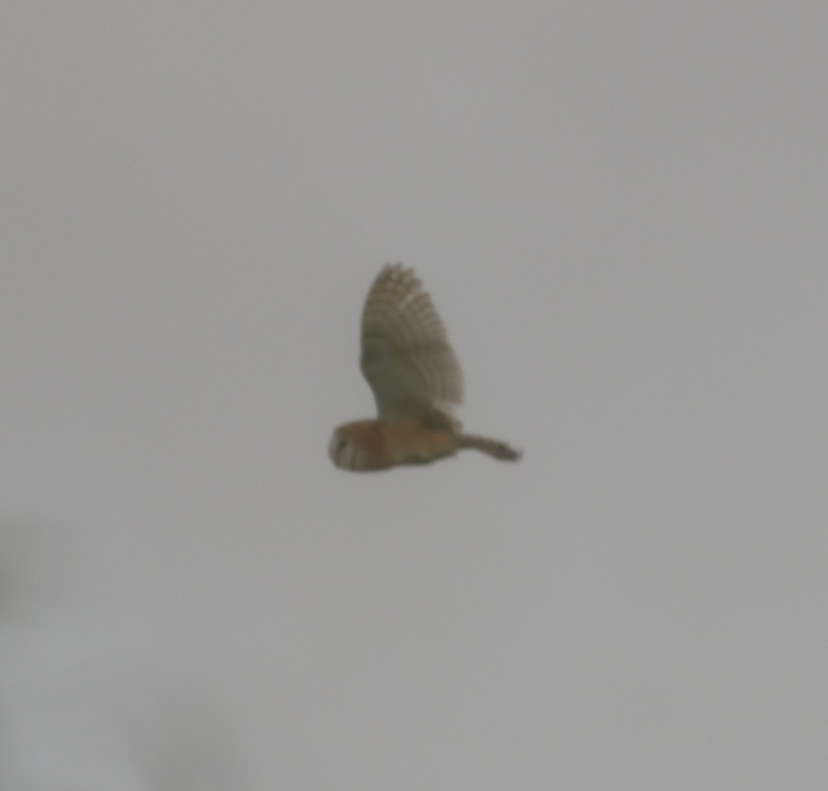 Сипуха американська - ML466953671