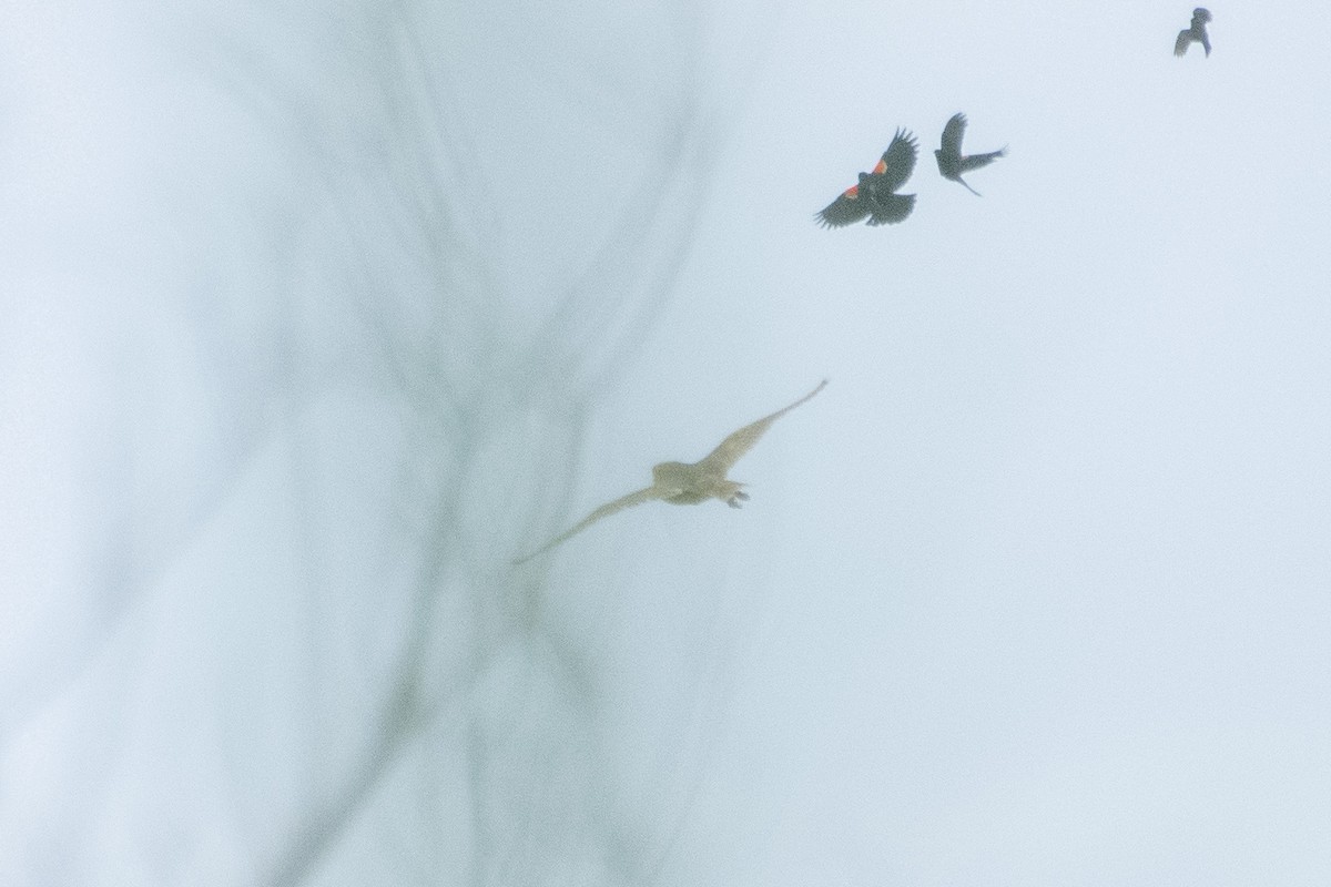 Сипуха американська - ML466954101