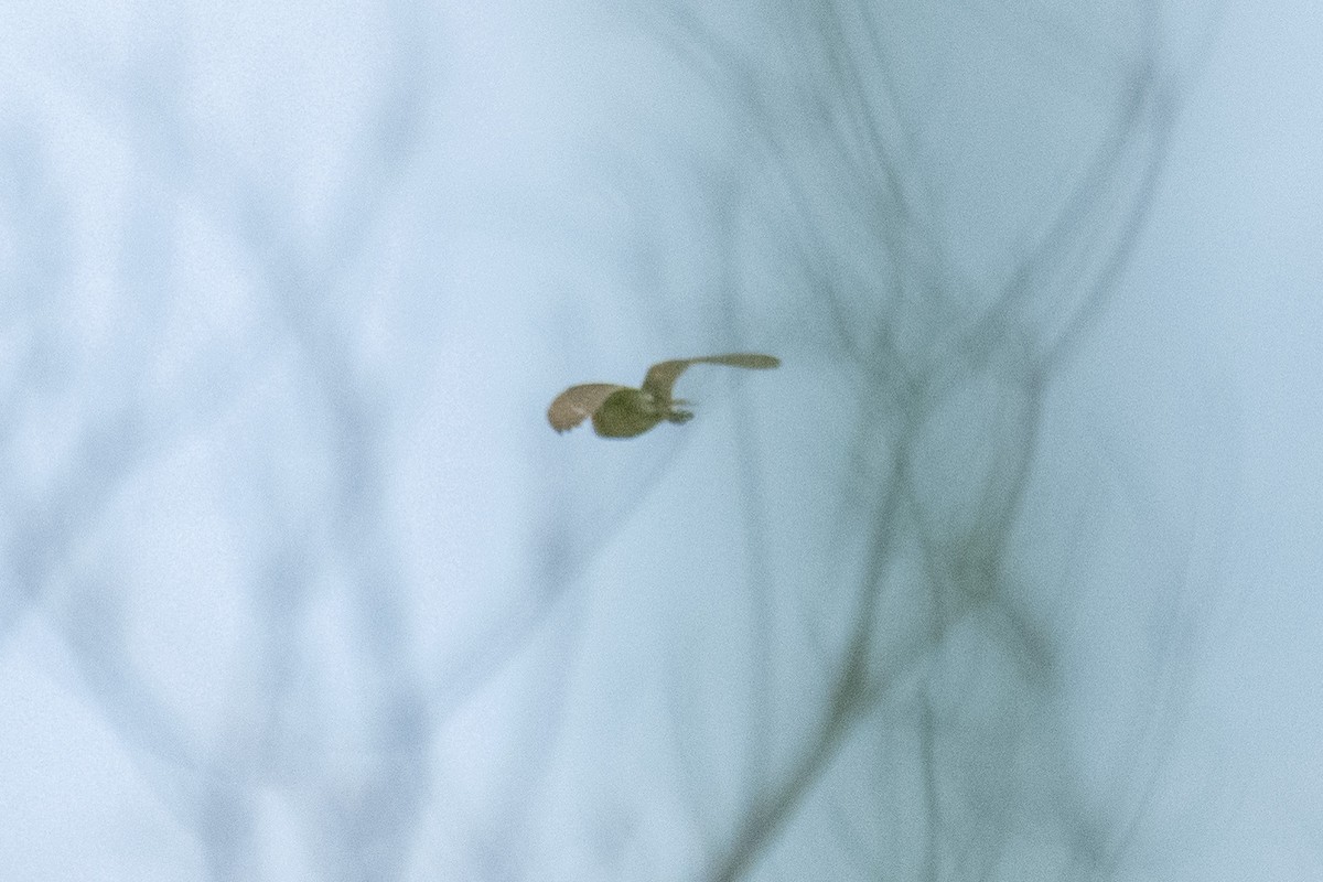 Сипуха американська - ML466954111