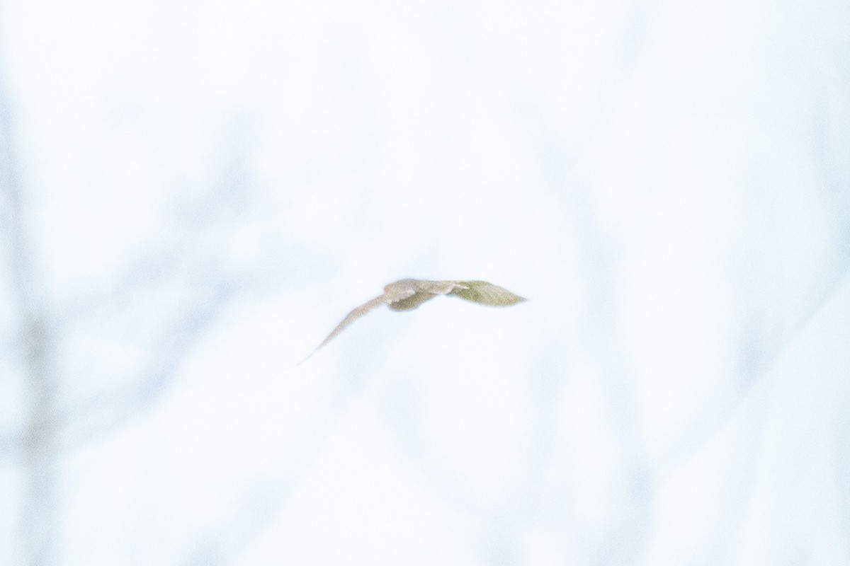 Сипуха американська - ML466954131