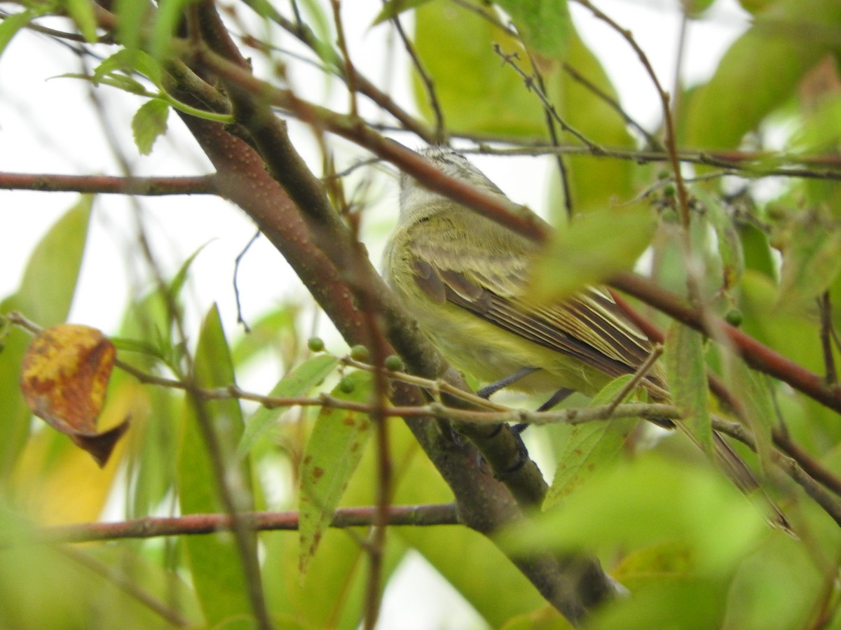 Greenish Elaenia - Agustin Carrasco