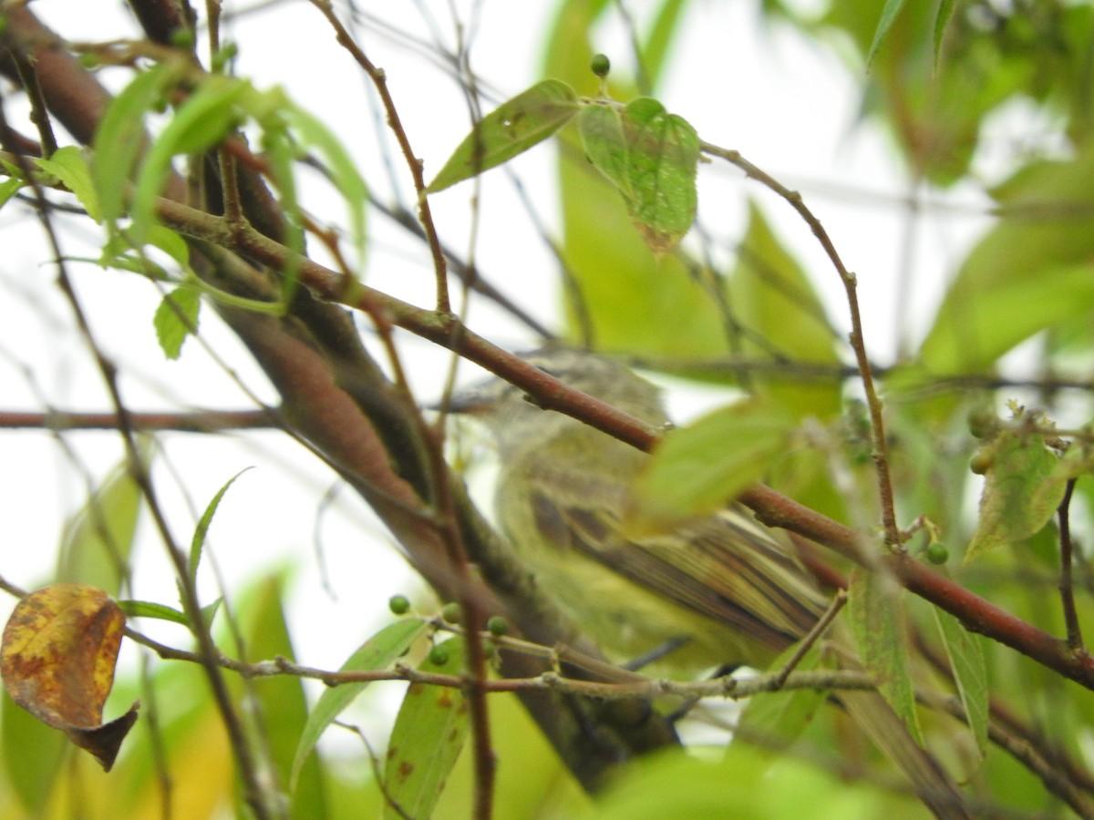 Greenish Elaenia - ML466955051