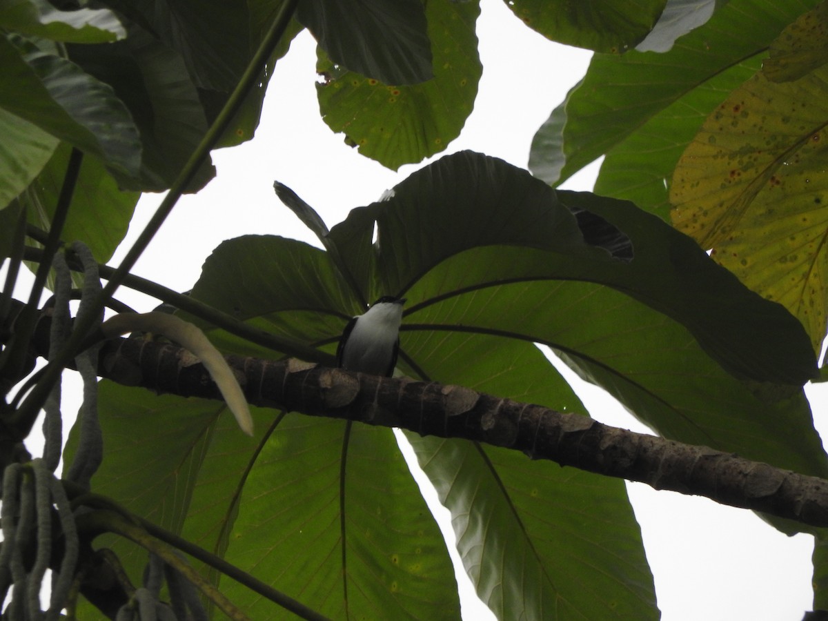 White-bearded Manakin - ML466956051