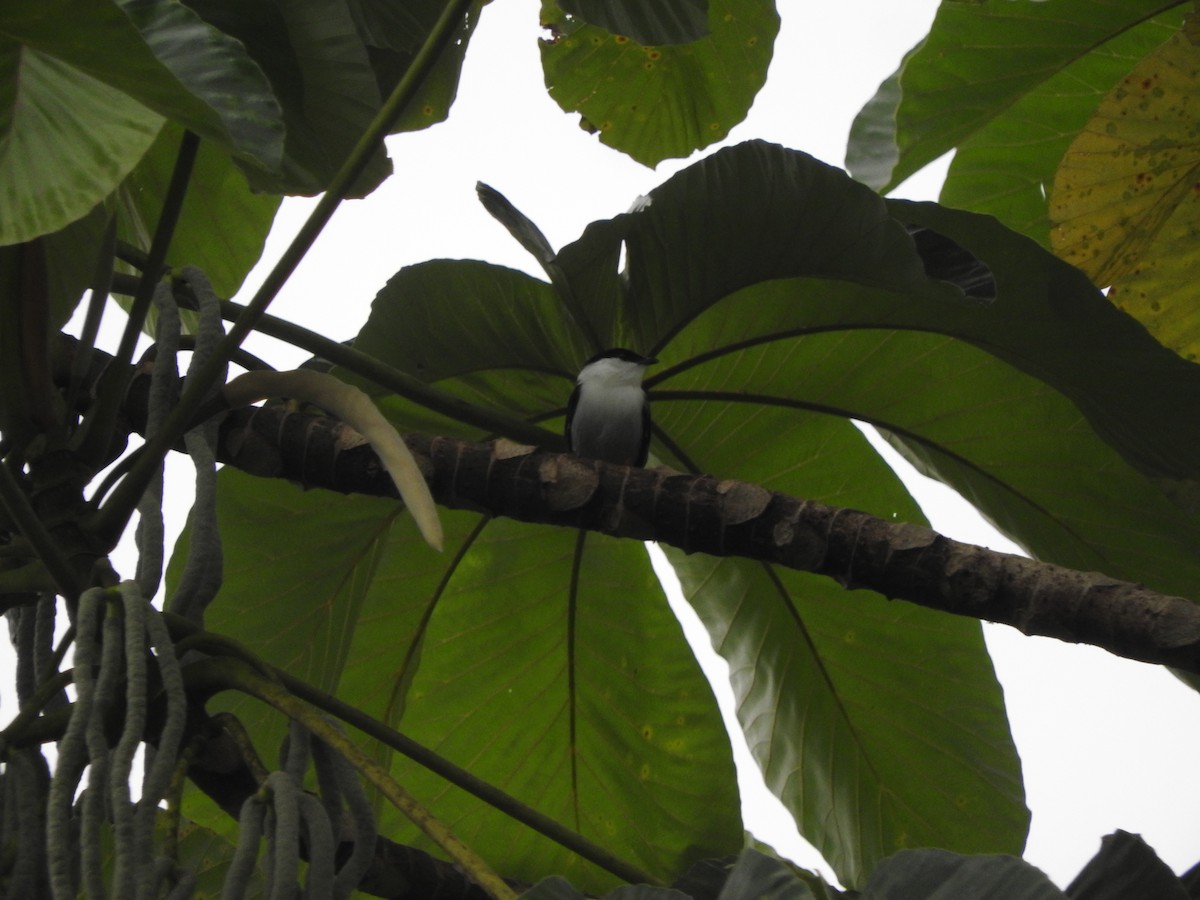 White-bearded Manakin - ML466956061