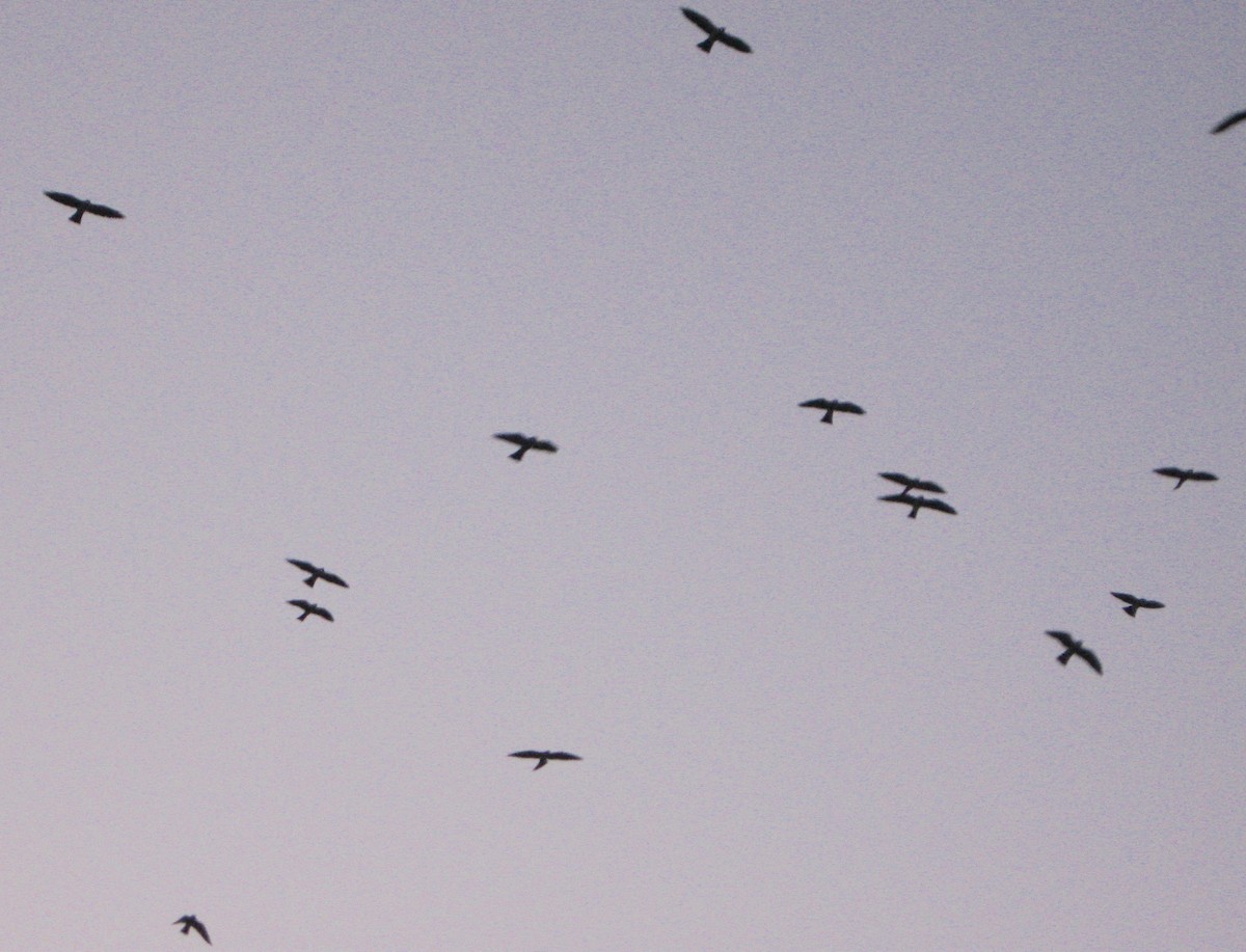 Mississippi Kite - ML46695611