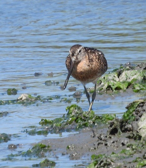 Short-billed Dowitcher - ML466957241