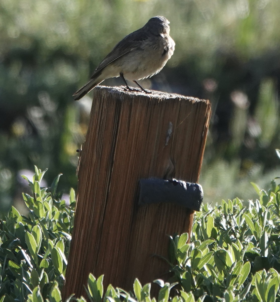 American Pipit - ML466958721