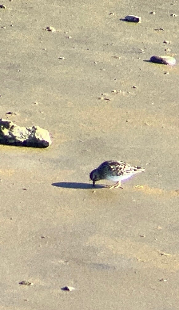 Least Sandpiper - ML466958831