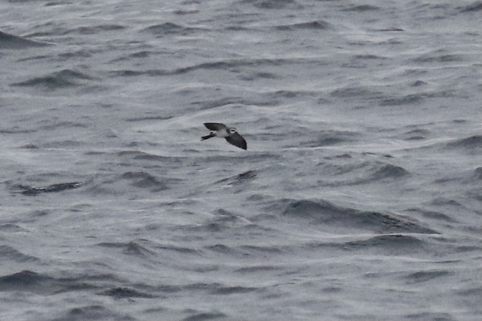 White-faced Storm-Petrel - ML466959251