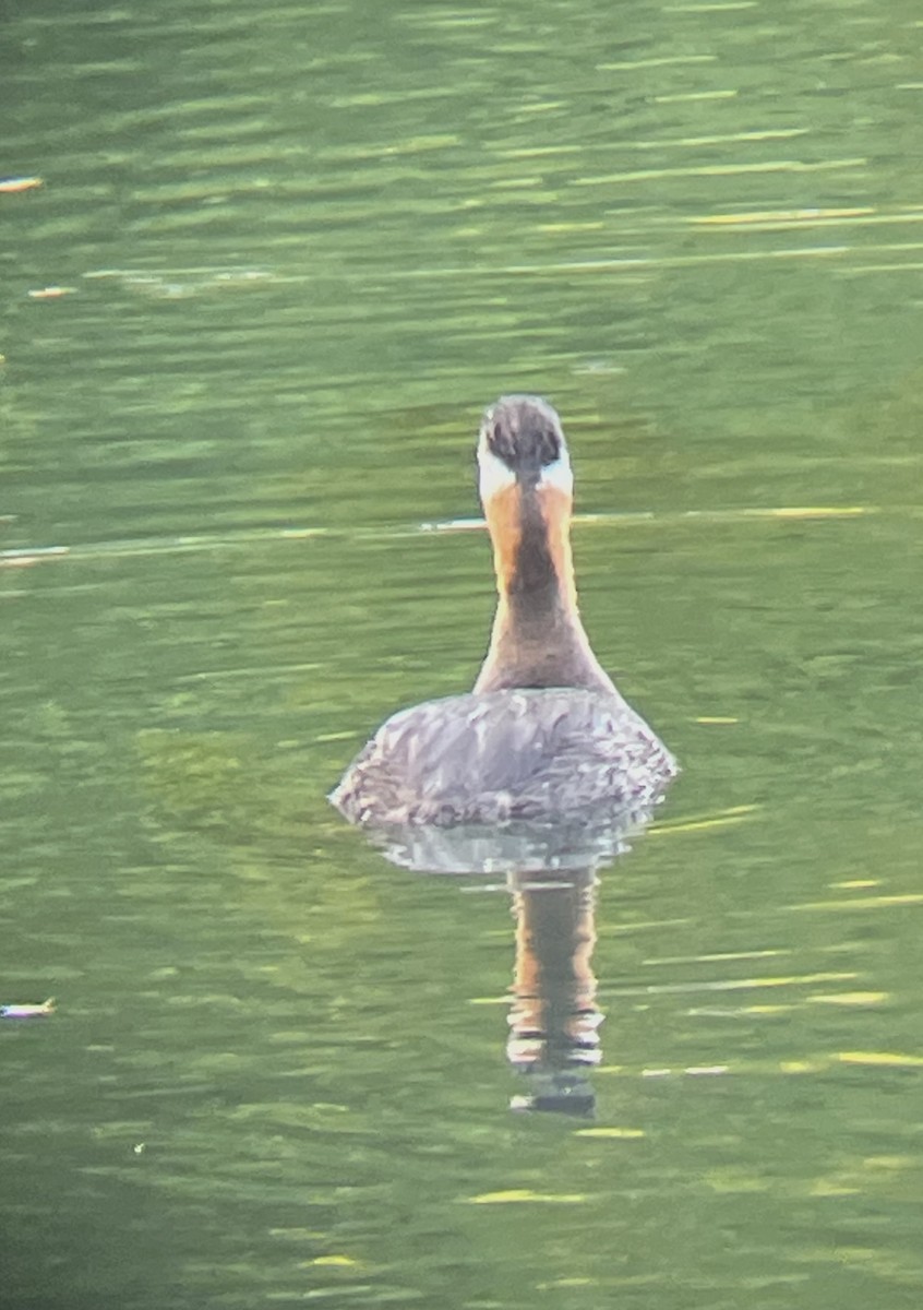 Red-necked Grebe - Aaron Holschbach