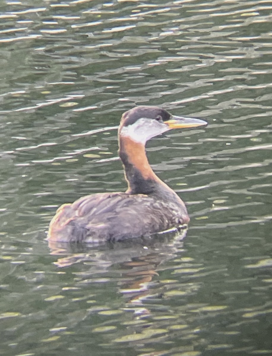 Red-necked Grebe - Aaron Holschbach