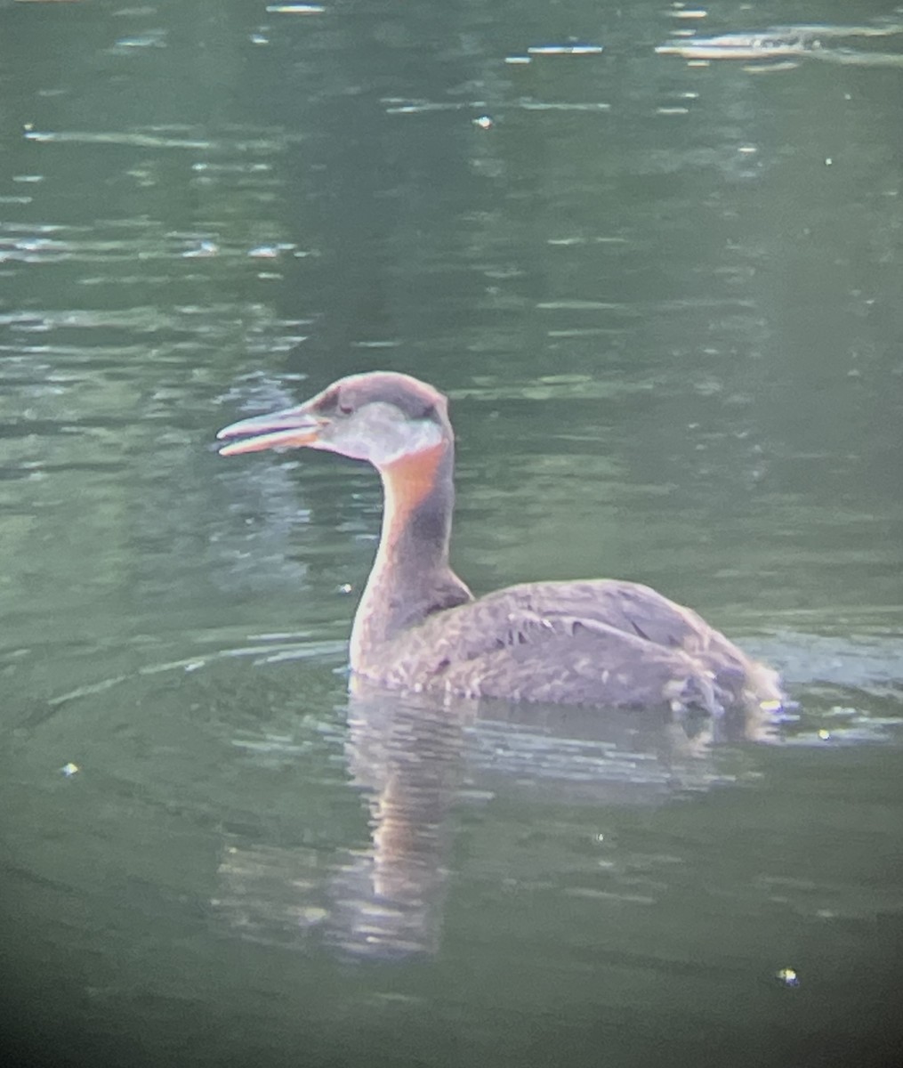 Red-necked Grebe - Aaron Holschbach