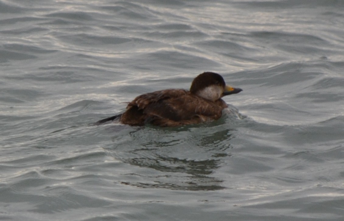 Black Scoter - ML46696311