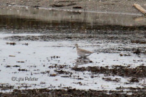 Willet - ML466963461