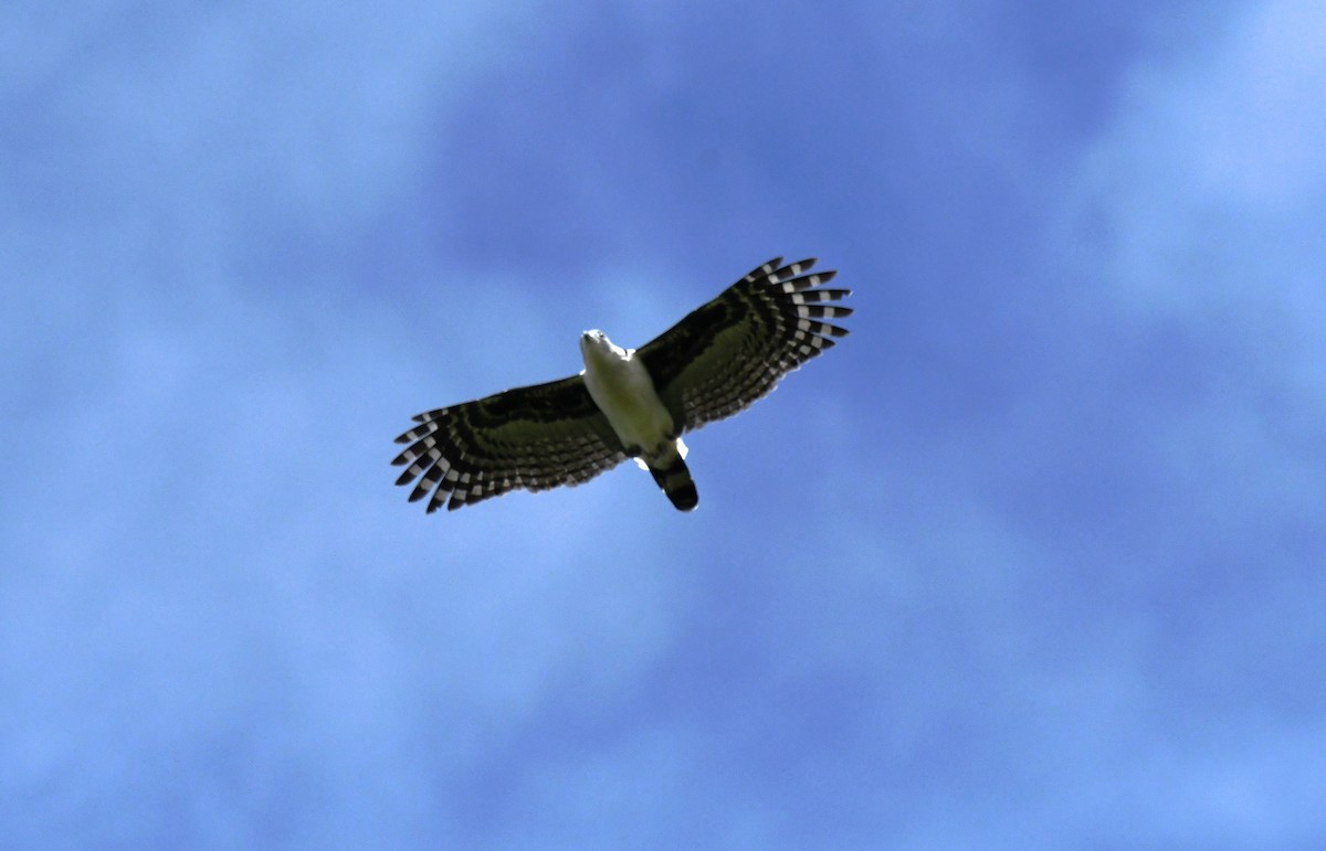 Gray-headed Kite - Tina Rosier