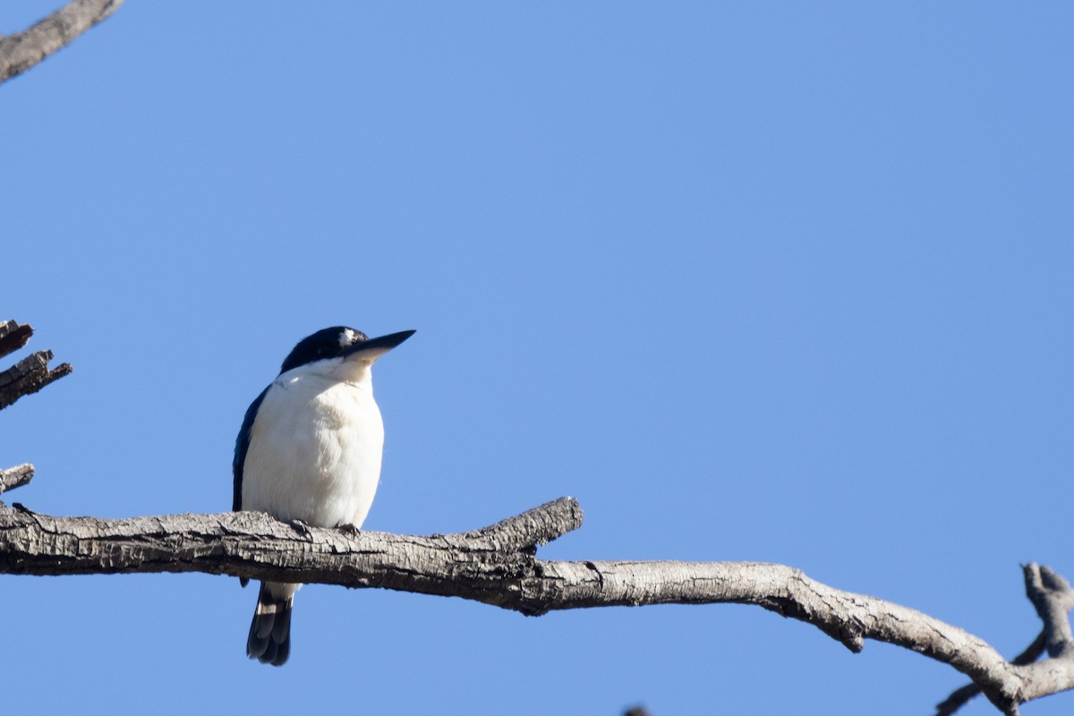 Forest Kingfisher - ML466963911