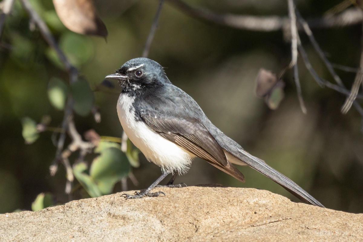 Willie-wagtail - ML466963931
