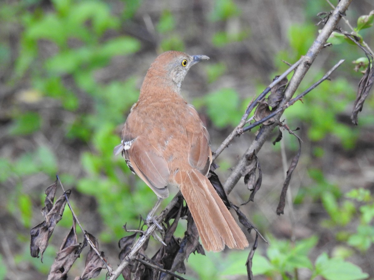 Brown Thrasher - ML466964701