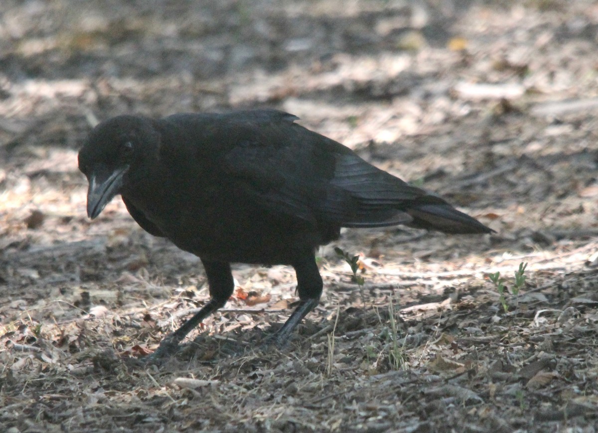 American Crow - David Brotherton, cc