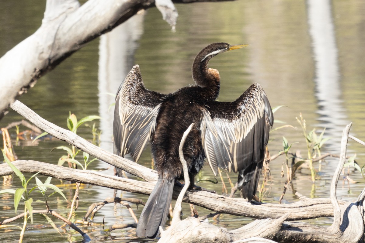 Austral-Schlangenhalsvogel - ML466965171