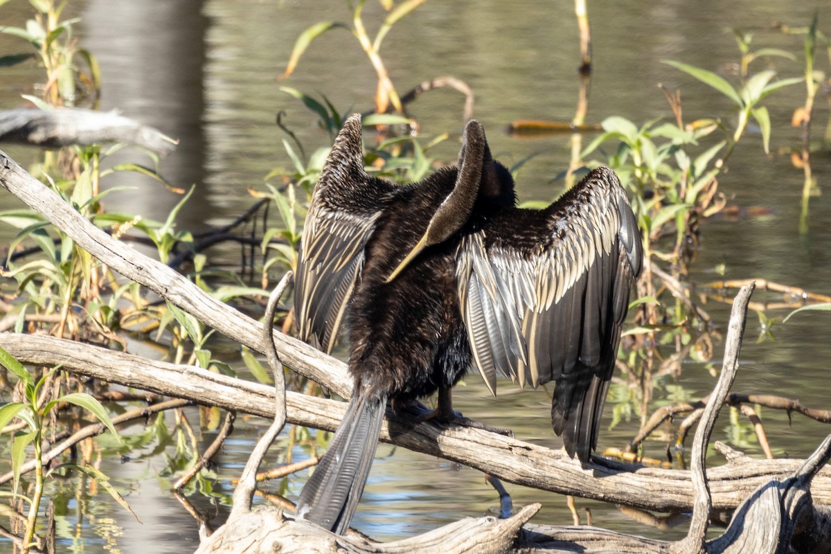 Austral-Schlangenhalsvogel - ML466965181