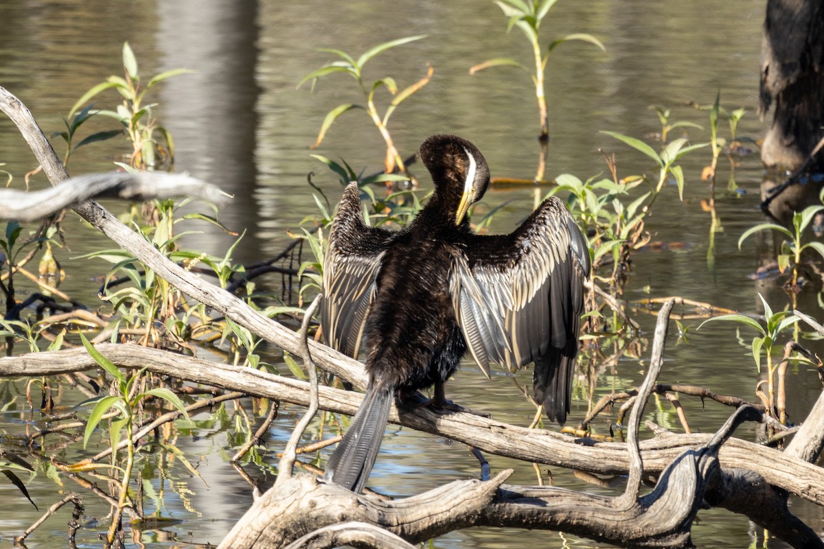 anhinga australská - ML466965191