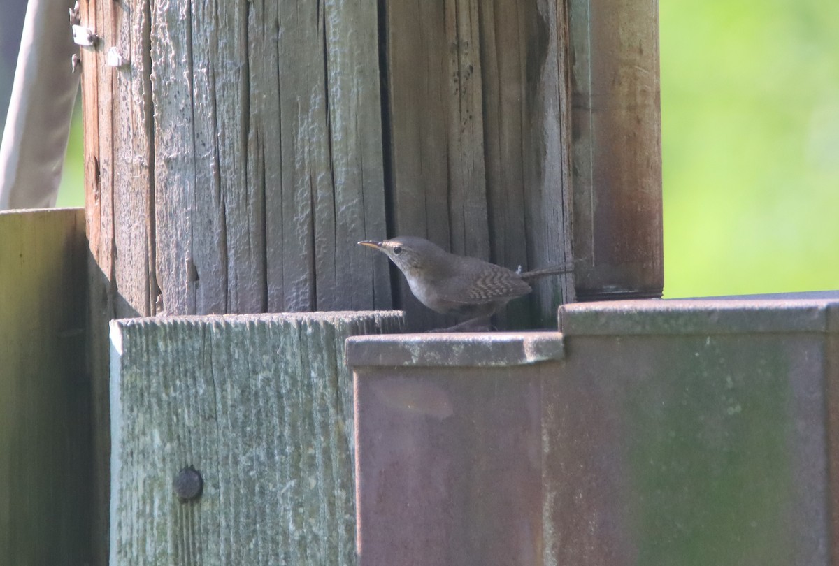 House Wren - ML466966861