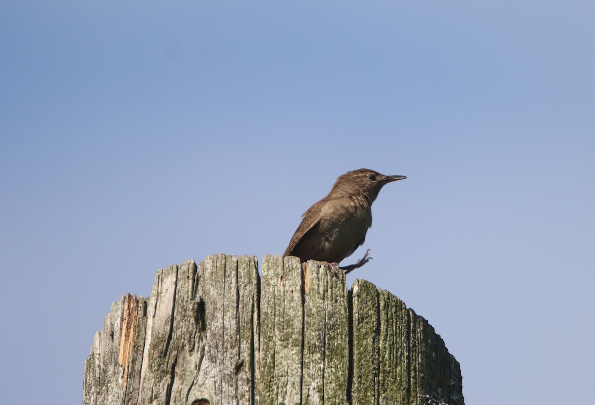 House Wren - ML466966871