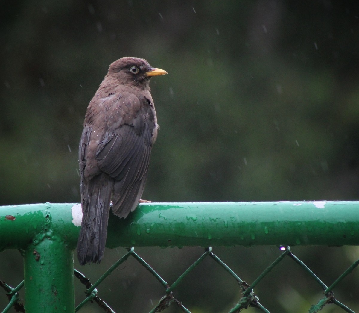 Sooty Thrush - ML466967361