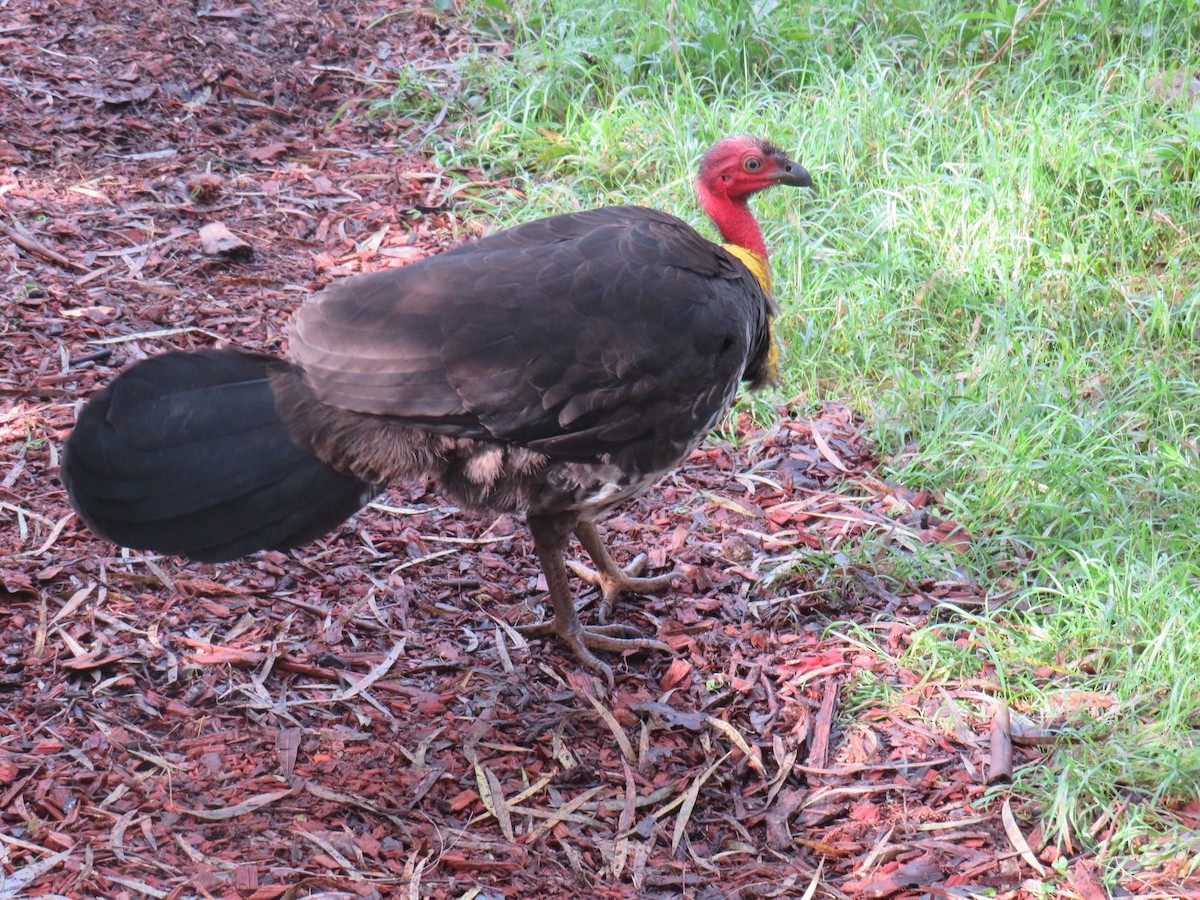 Australian Brushturkey - ML466967421