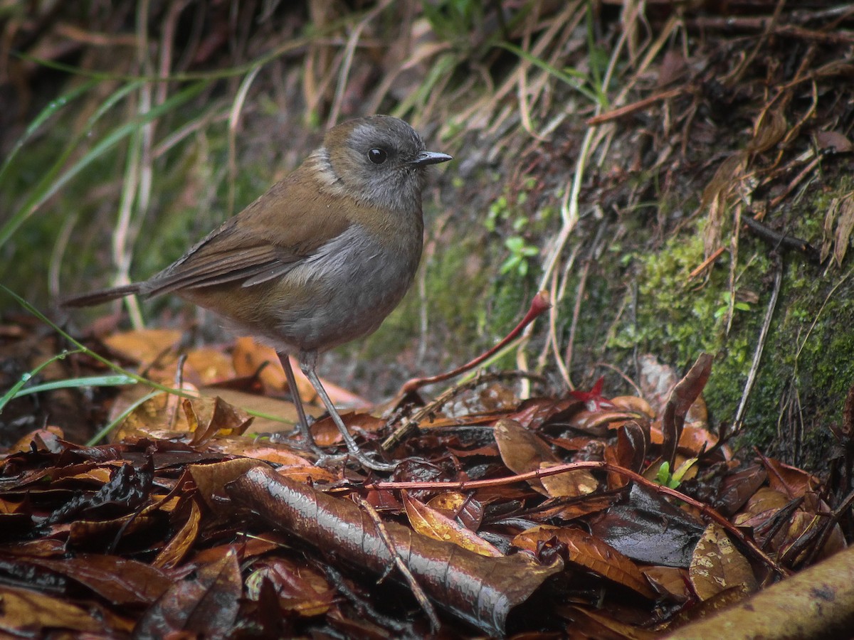 Black-billed Nightingale-Thrush - ML466967461