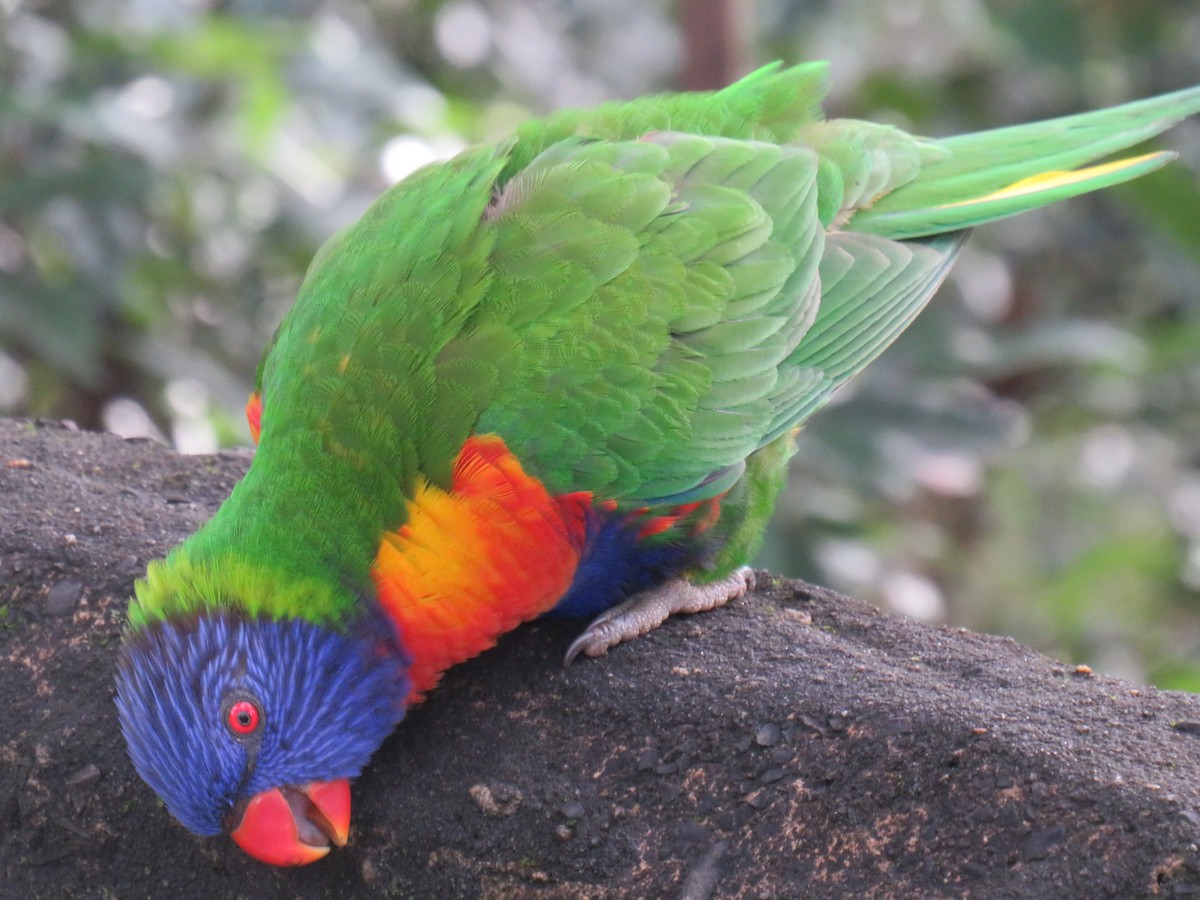 Rainbow Lorikeet - ML466967541