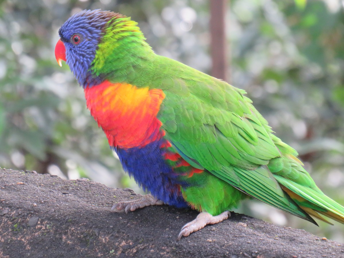 Rainbow Lorikeet - ML466967551