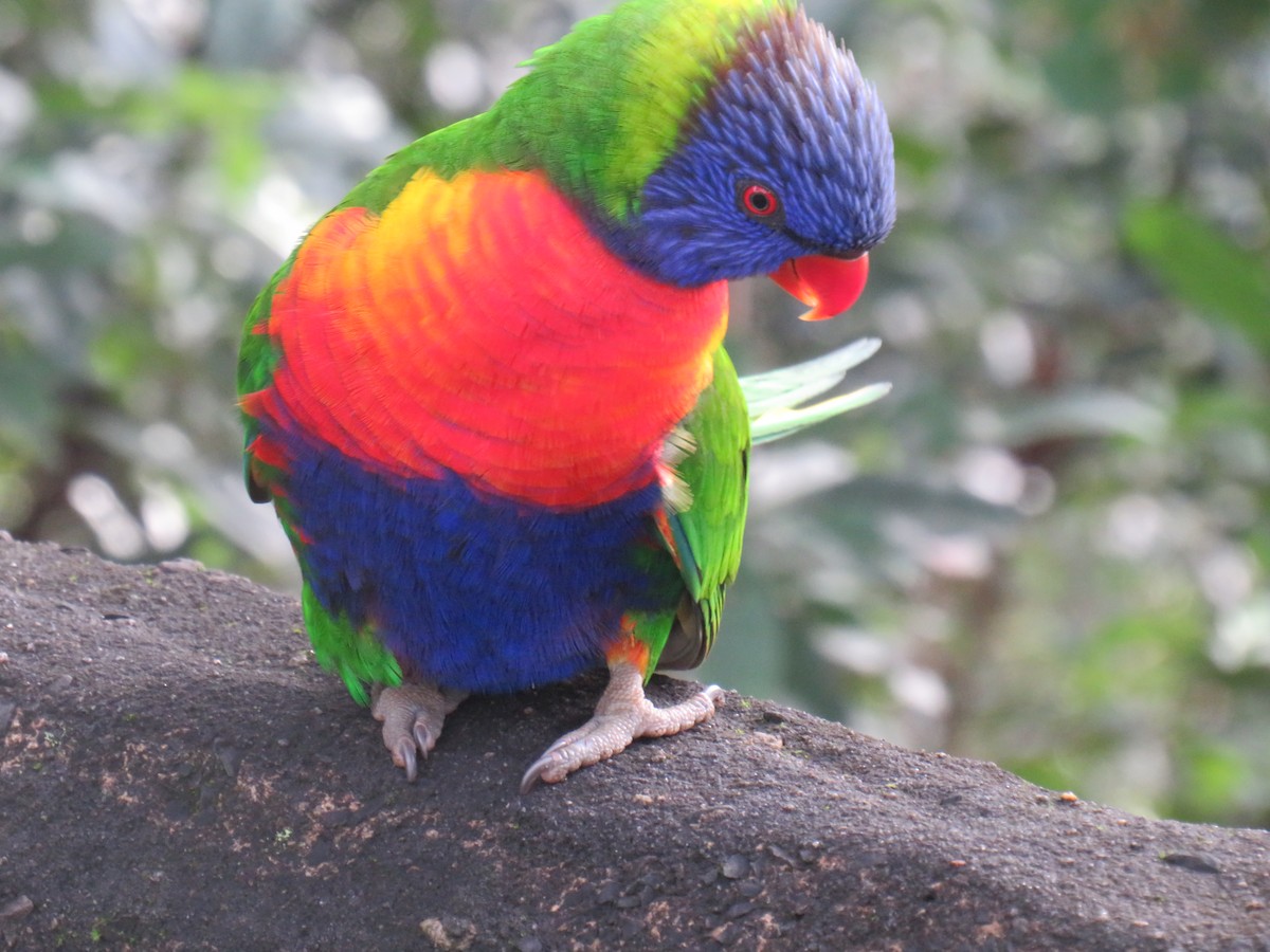 Rainbow Lorikeet - ML466967581