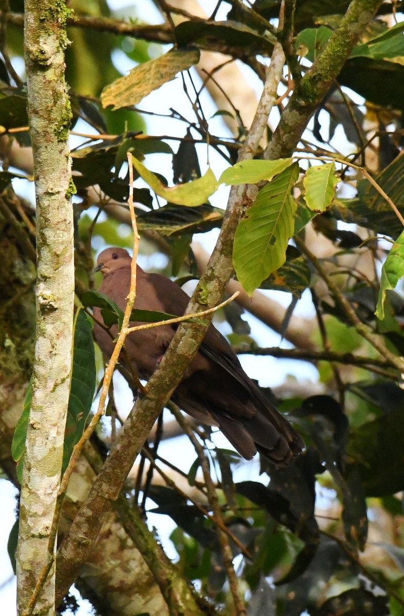 Ruddy Pigeon - ML466967681