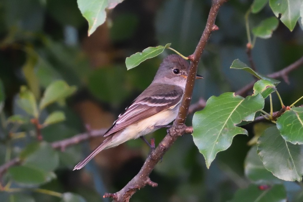 Willow Flycatcher - ML466968691