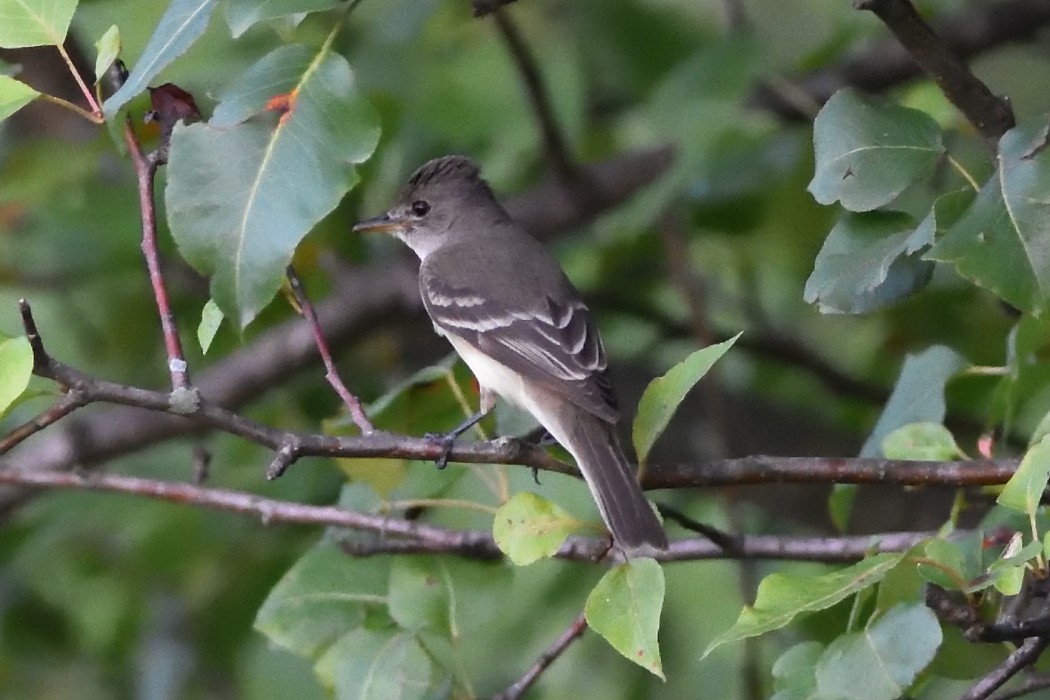 Willow Flycatcher - ML466968711