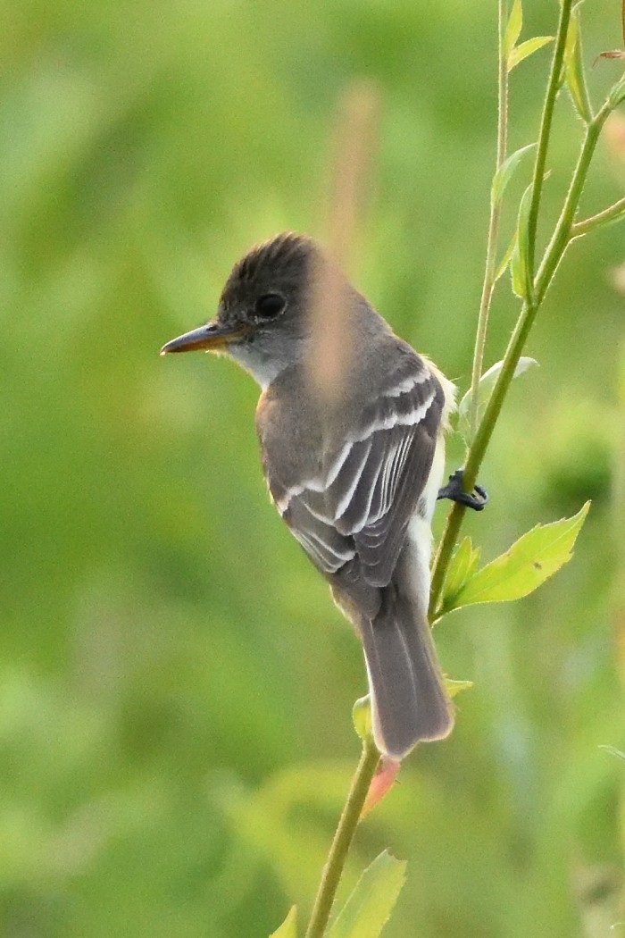 Willow Flycatcher - ML466968751