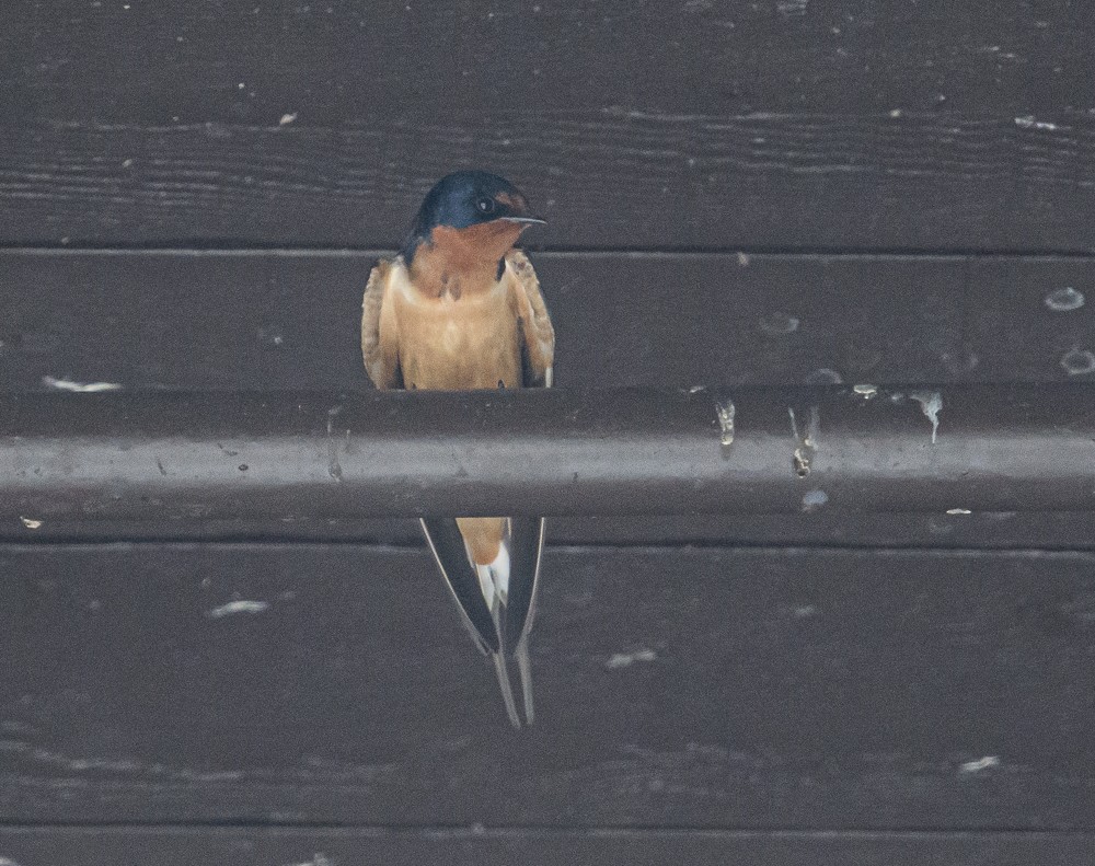 Barn Swallow - ML466968851