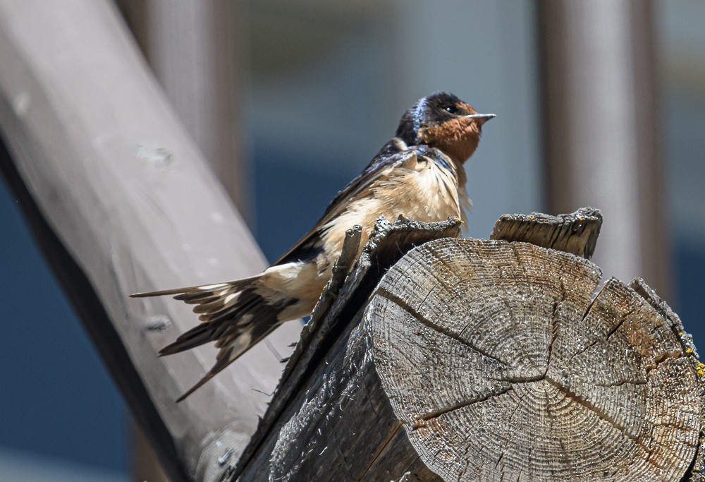 Barn Swallow - ML466968881