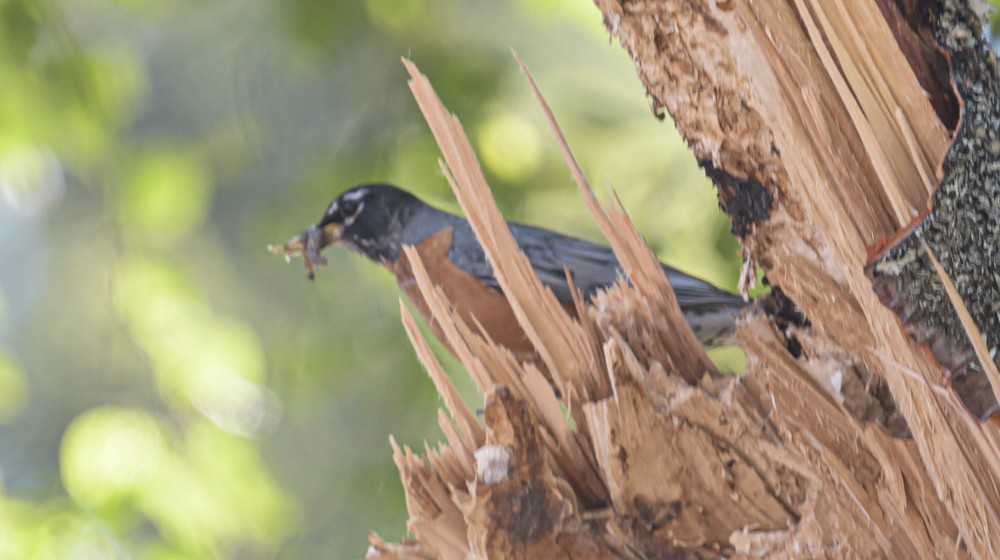 American Robin - ML466968921