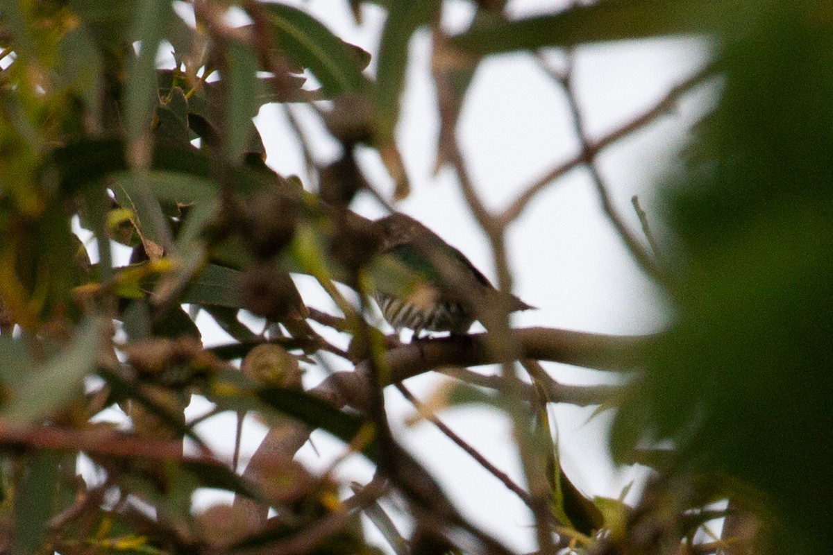 Shining Bronze-Cuckoo - ML466969261