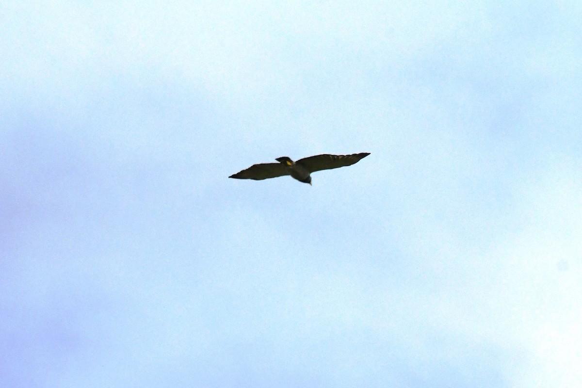 Barred Hawk - Tina Rosier