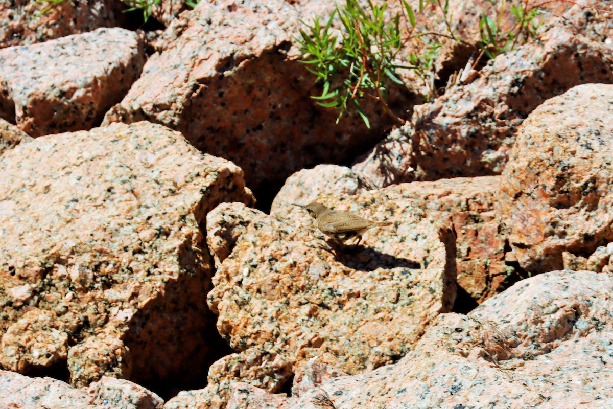 Rock Wren - ML466972591