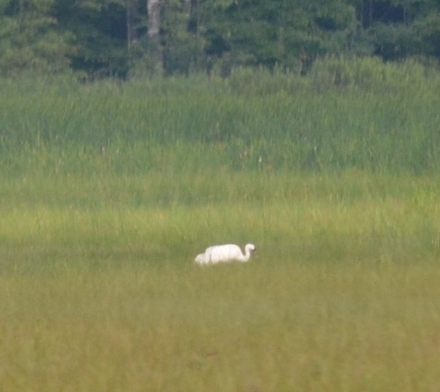 Whooping Crane - ML466976821