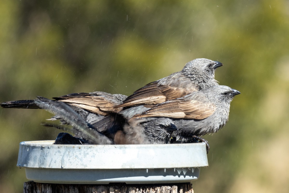 Apostlebird - Richard and Margaret Alcorn