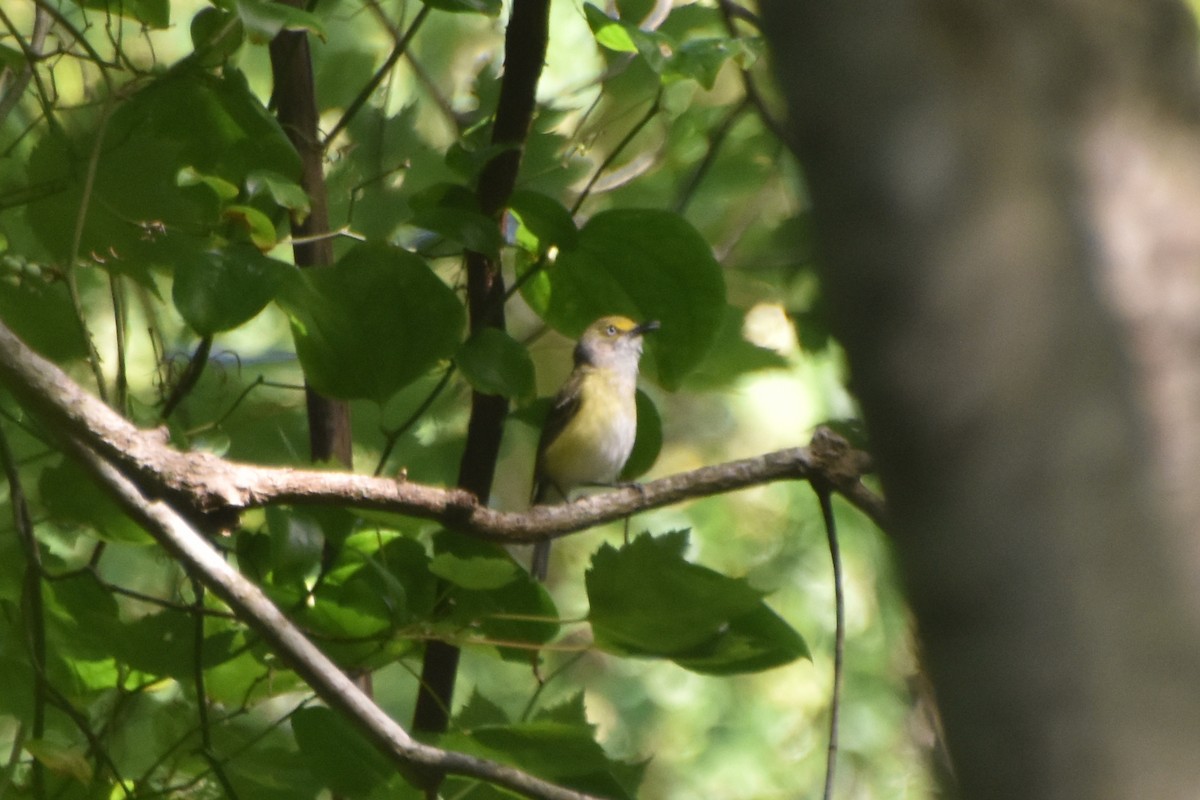 Vireo Ojiblanco - ML466978091