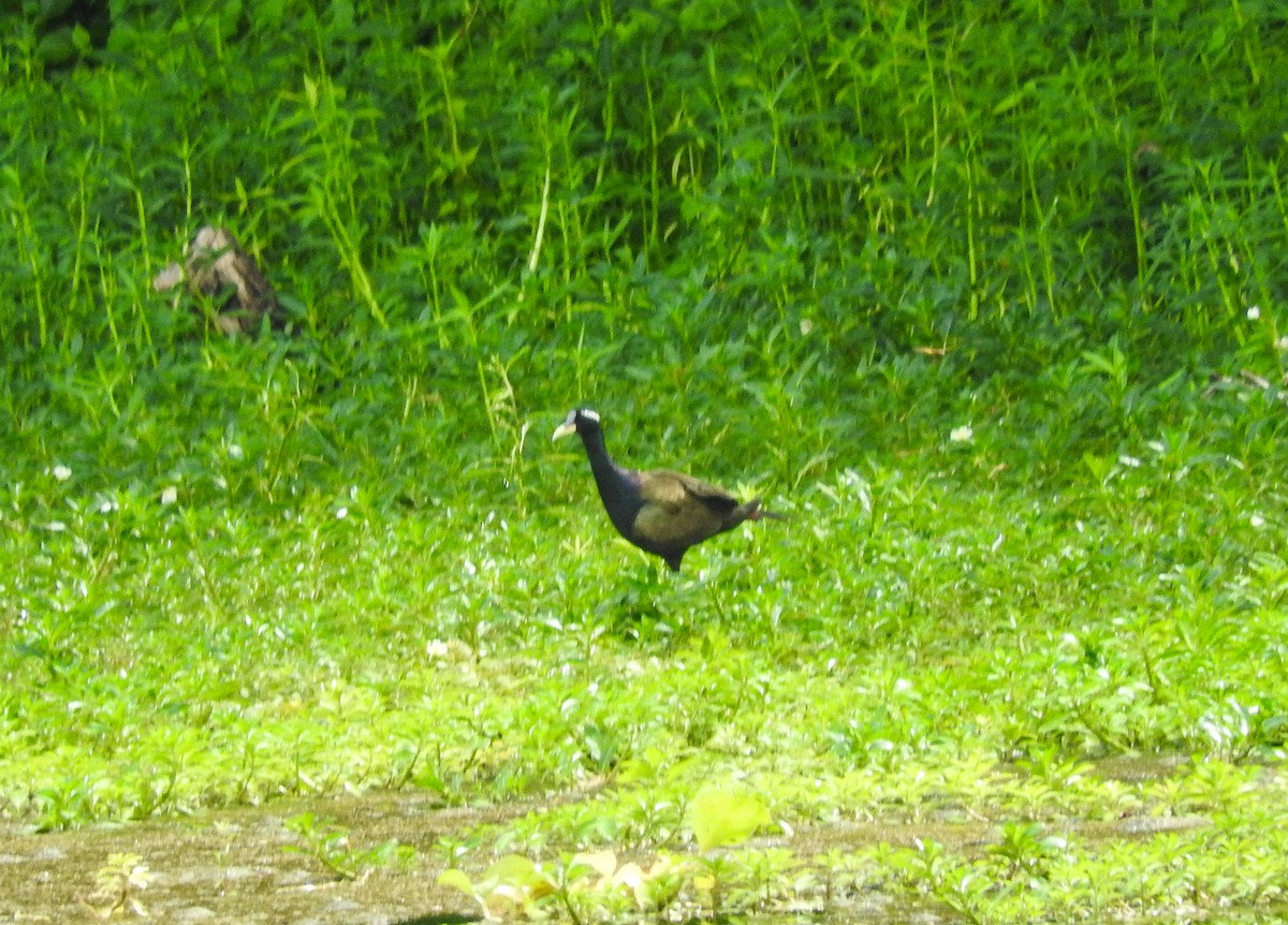 Bronze-winged Jacana - ML466978771