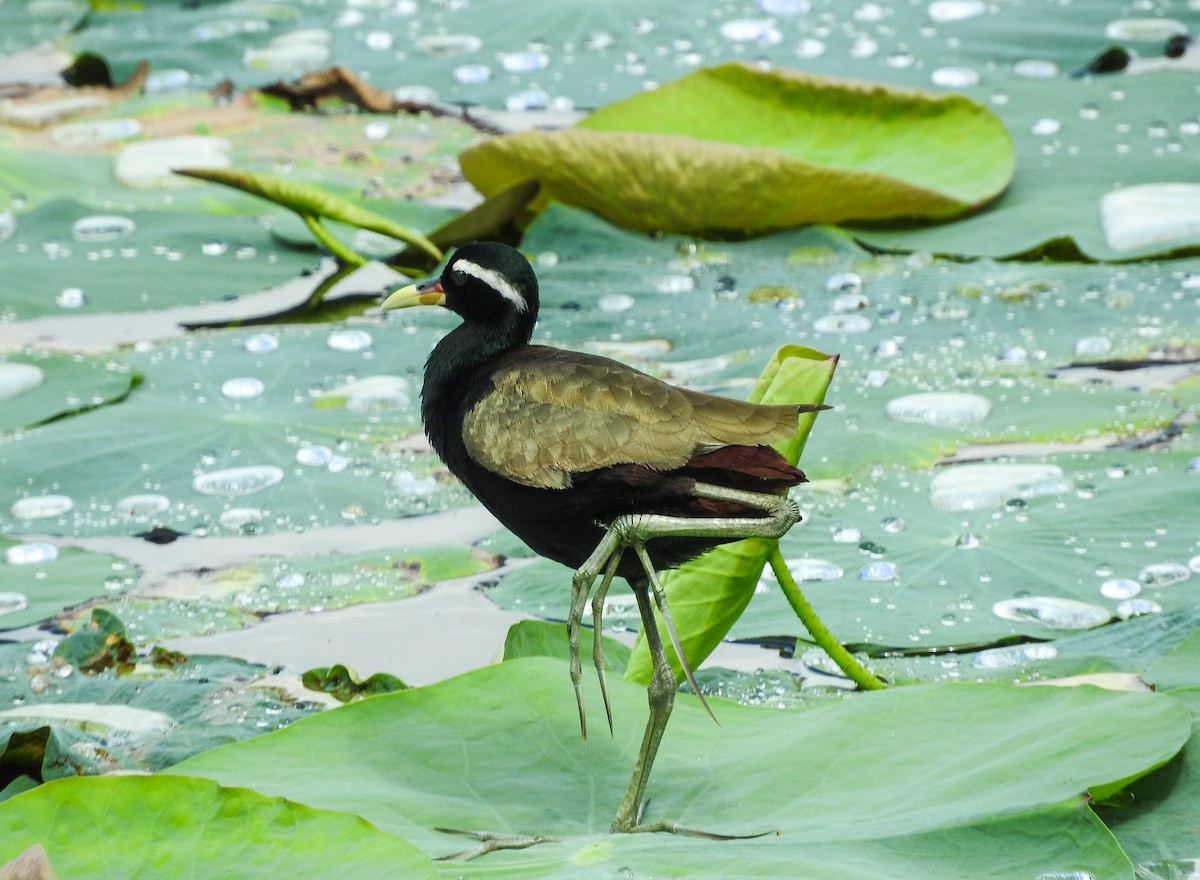 Bronze-winged Jacana - ML466978791